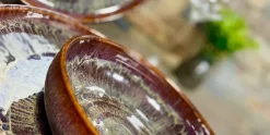 Serviesset 12-delig Sandy Flare Tabo